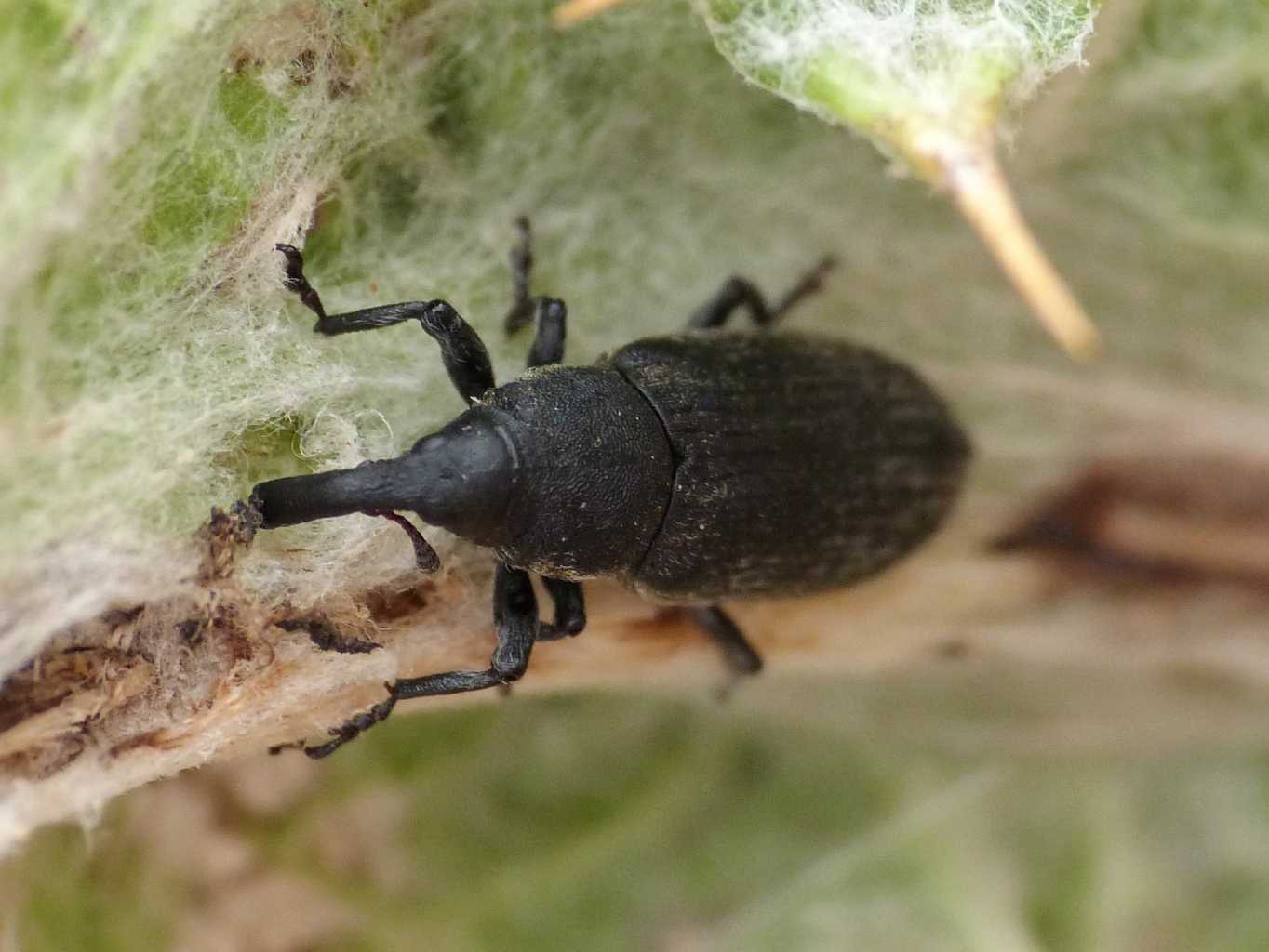 Curculionidae su cardo (non  il solito Larinus)
